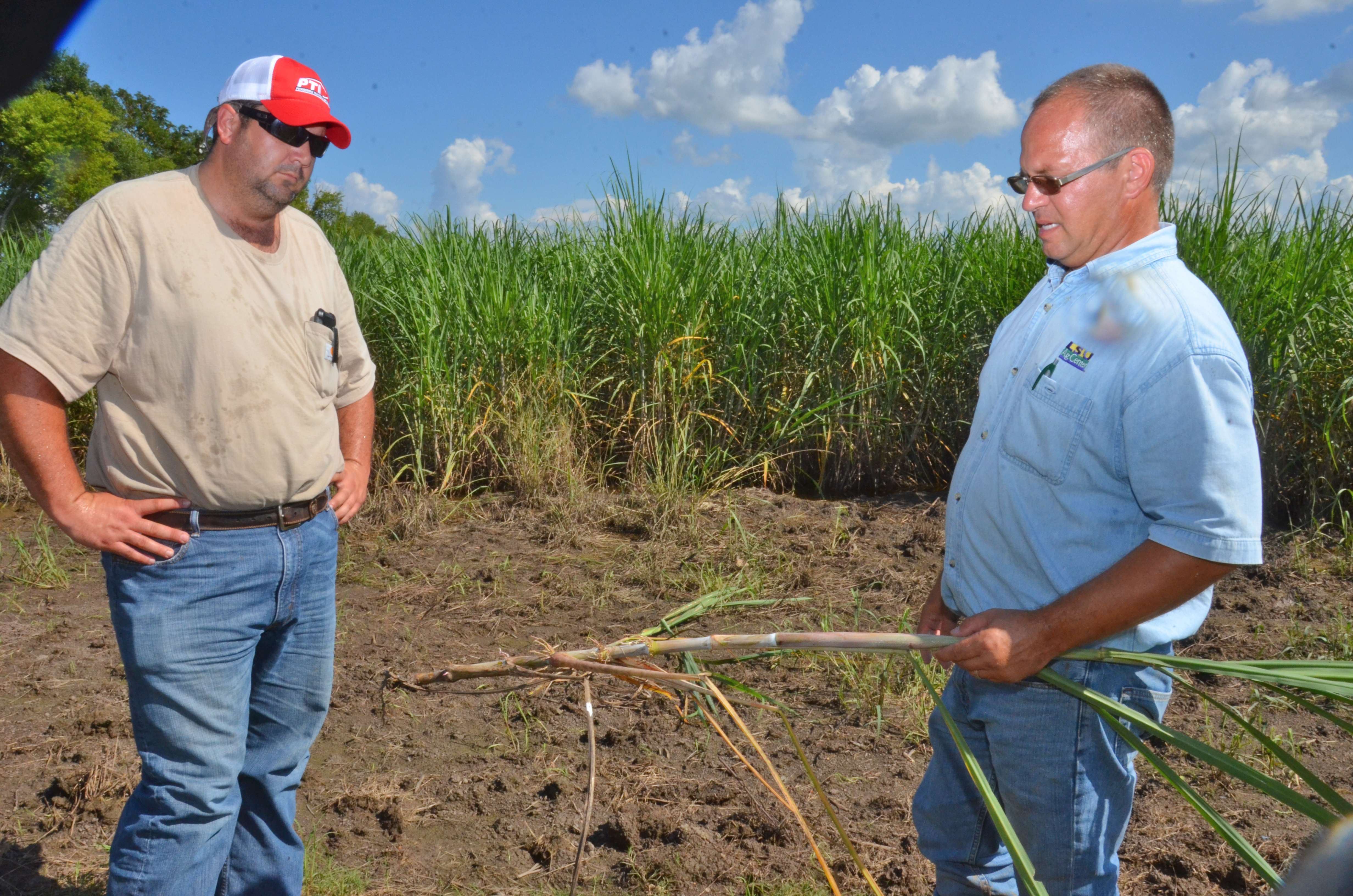 Sugarcane producers anxious to finish planting